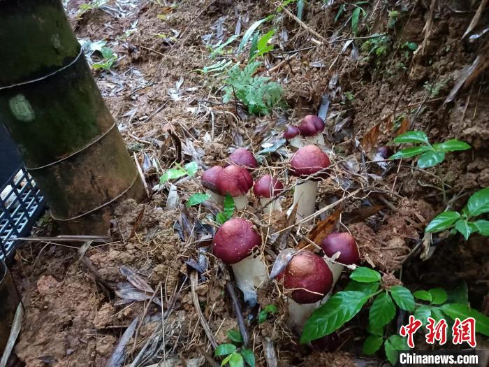 广东：小竹子育成大产业产值剑指超千亿元